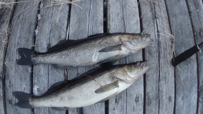 Lastukosken jigiretki